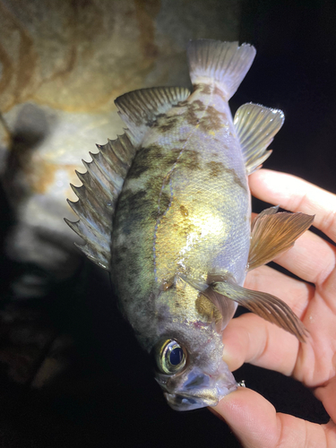 クロメバルの釣果