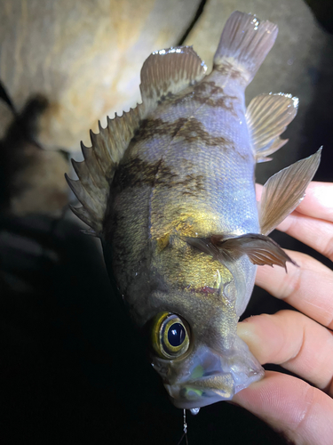 シロメバルの釣果