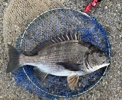 チヌの釣果