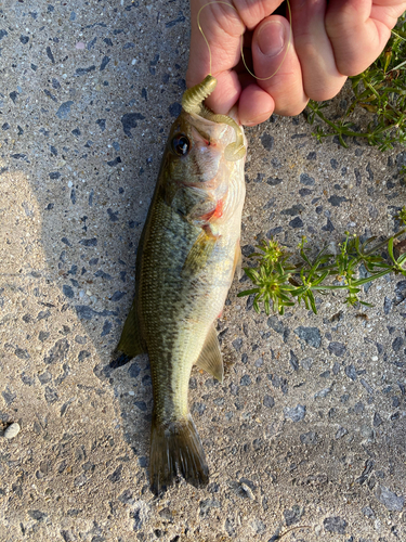 ブラックバスの釣果