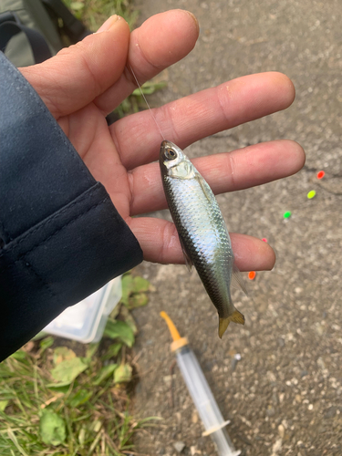 オイカワの釣果