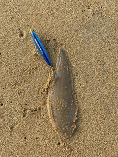 シタビラメの釣果