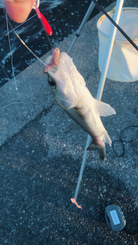 セイゴ（マルスズキ）の釣果