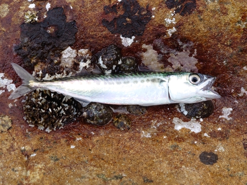 サバの釣果