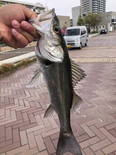 セイゴ（マルスズキ）の釣果