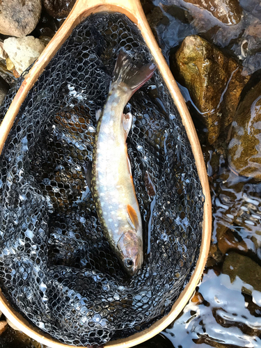 イワナの釣果