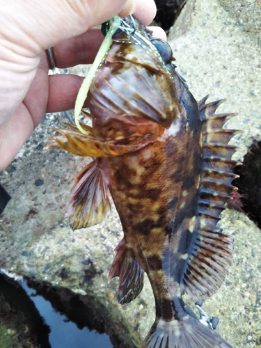 カサゴの釣果