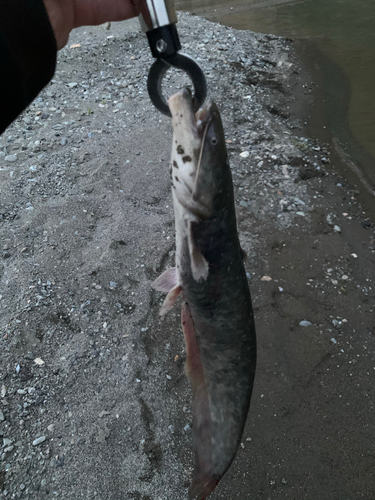 ナマズの釣果