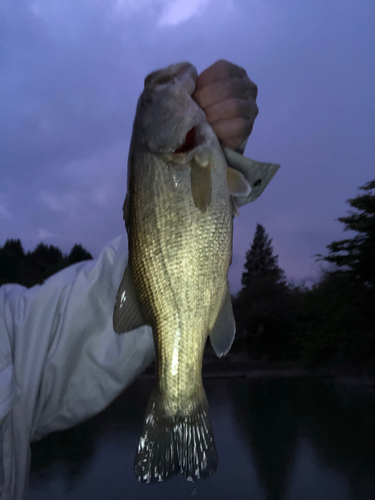 ラージマウスバスの釣果