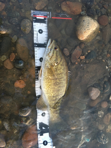 スモールマウスバスの釣果