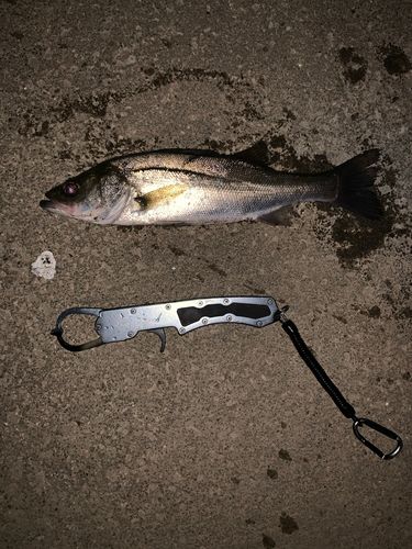 セイゴ（マルスズキ）の釣果