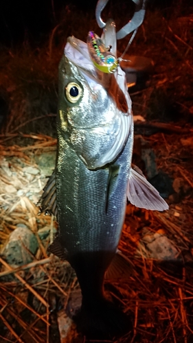 セイゴ（マルスズキ）の釣果