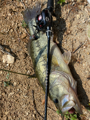 ブラックバスの釣果