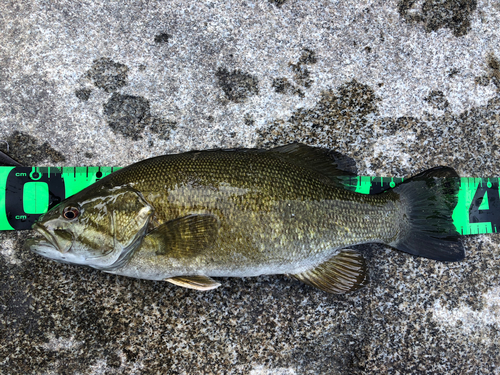 スモールマウスバスの釣果