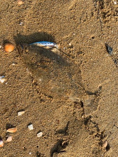 ソゲの釣果