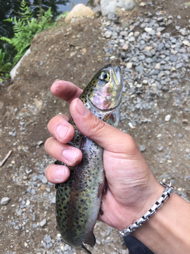 ニジマスの釣果