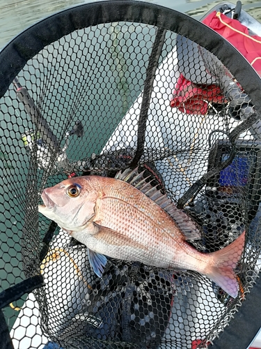 タイの釣果