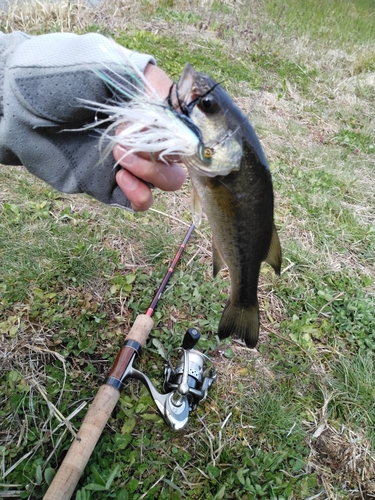 ラージマウスバスの釣果