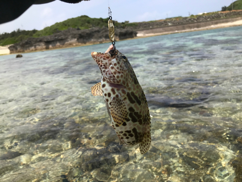 イシミーバイの釣果