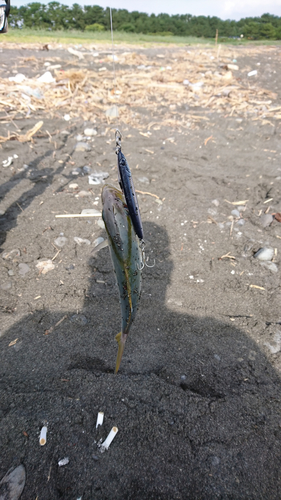 ショゴの釣果