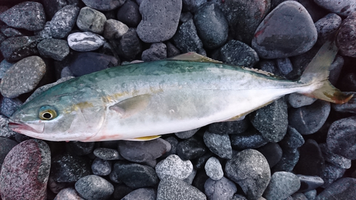 ワカシの釣果