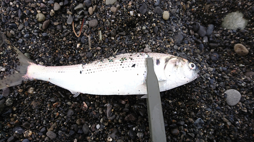 コノシロの釣果