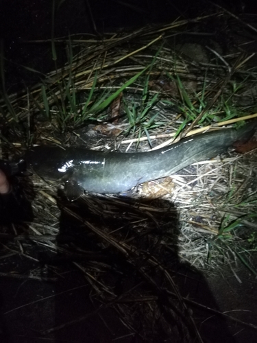 ナマズの釣果