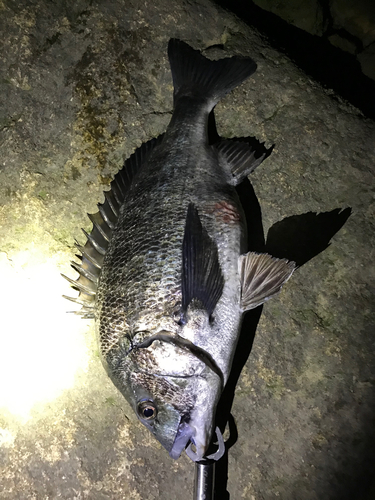 クロダイの釣果