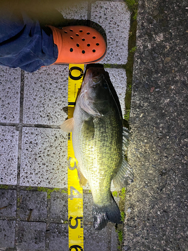 ブラックバスの釣果