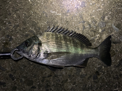 クロダイの釣果