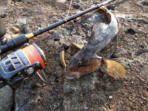 アイナメの釣果