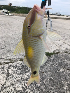 ヒメジの釣果