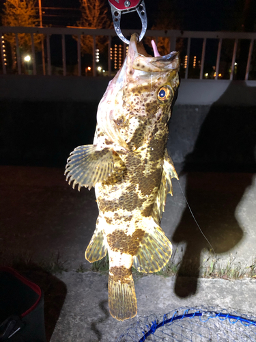 タケノコメバルの釣果