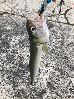 カライワシの釣果