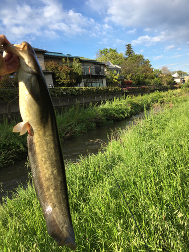 ナマズの釣果