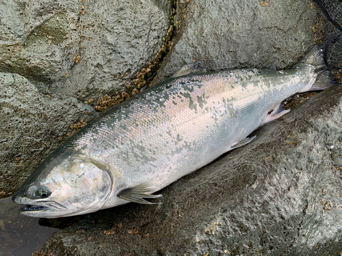 サクラマスの釣果