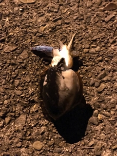 コウイカの釣果
