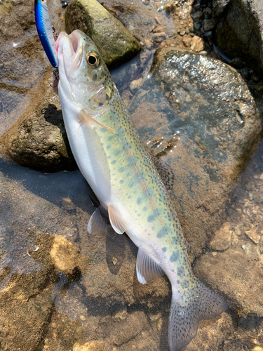 ニジマスの釣果