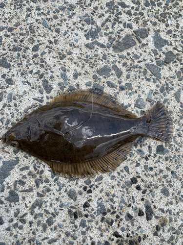 カレイの釣果