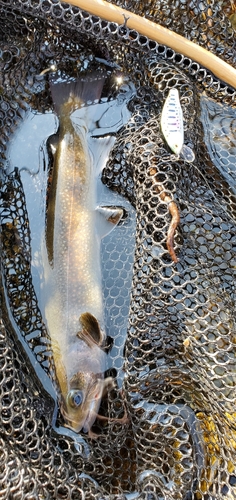 ヤマトイワナの釣果