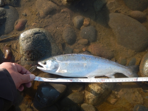 ヤマメの釣果