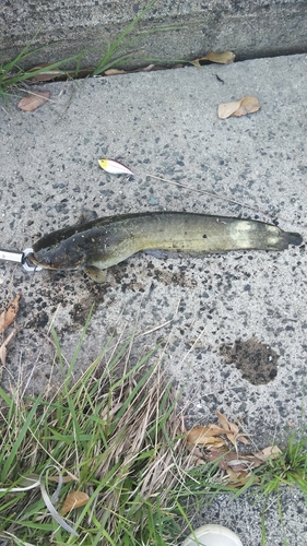 ナマズの釣果