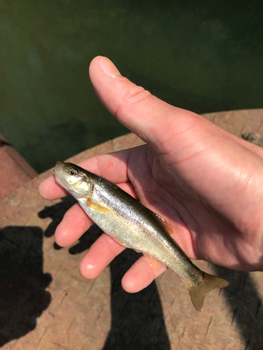 アブラハヤの釣果