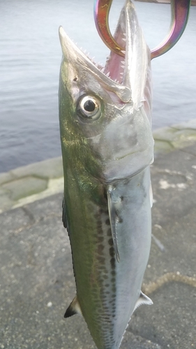 サゴシの釣果