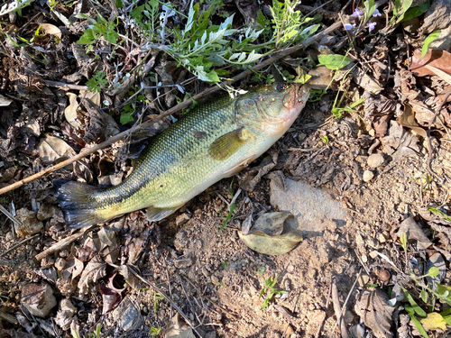 ブラックバスの釣果