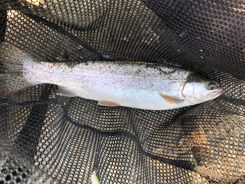 ニジマスの釣果