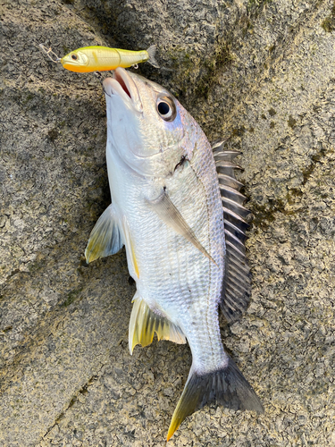 キビレの釣果