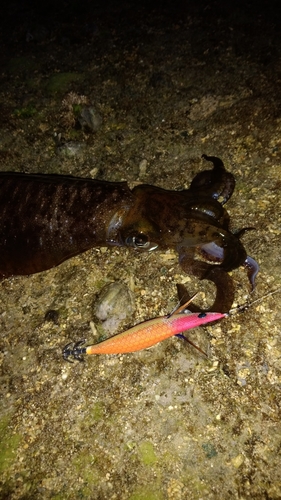 アオリイカの釣果