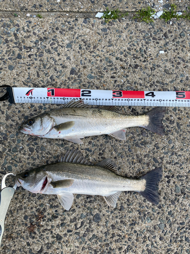 シーバスの釣果