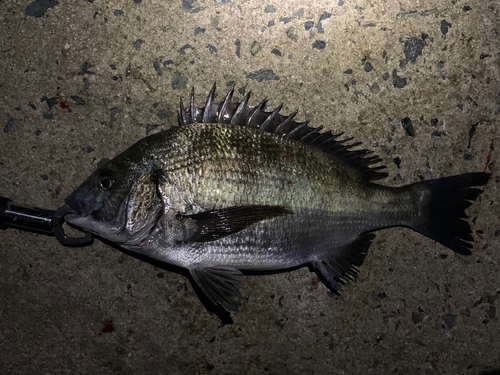 クロダイの釣果